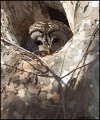 _0SB6416 barred owl female in nest